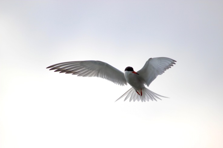 Common Tern2
